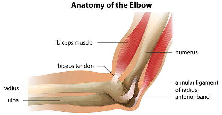 Elbow Anatomy