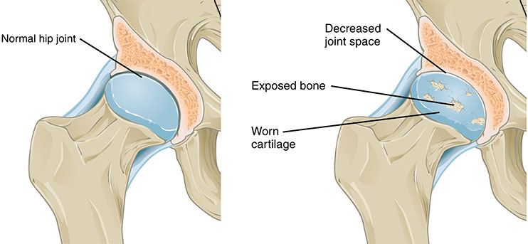 Knee Anatomy