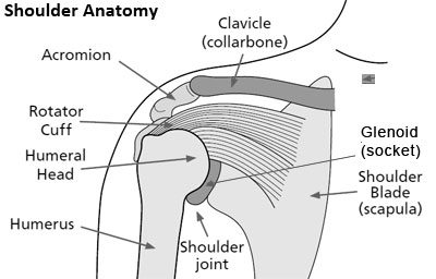 Shoulder Anatomy