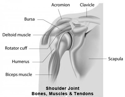 Shoulder Muscles