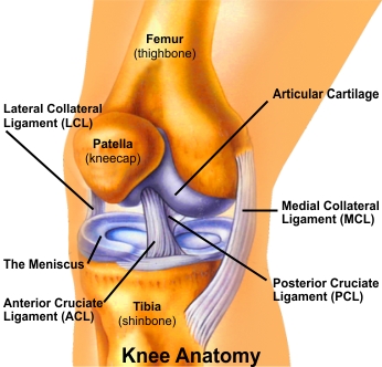 Knee Anatomy